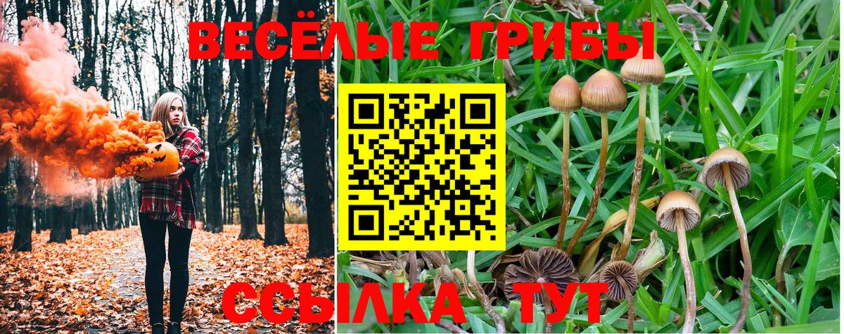 Псилоцибиновые грибы Psilocybe  Вход с VPN  Кимры  Псилоцибиновые грибы ЛСД 